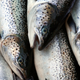 Illustration for article titled FDA Approves Salmon the First GM Animal Safe to Eat, Doesnt Require Labels